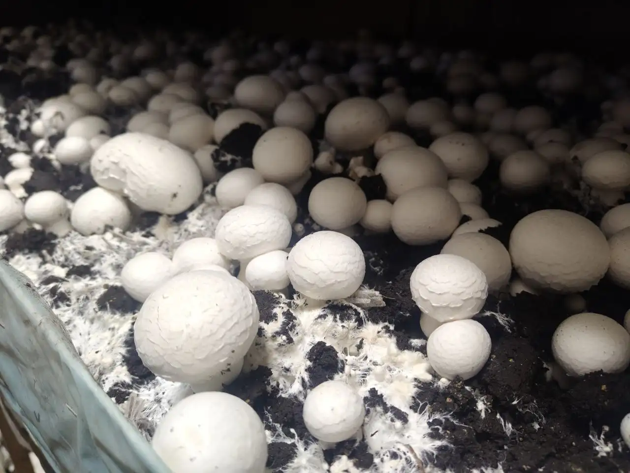 Подработка из дома: продажа грибов шампиньонов - Работа в Ижевск