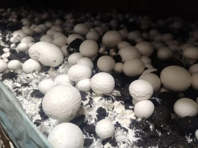 Подработка из дома: продажа грибов шампиньонов - частное объявление в Ижевск