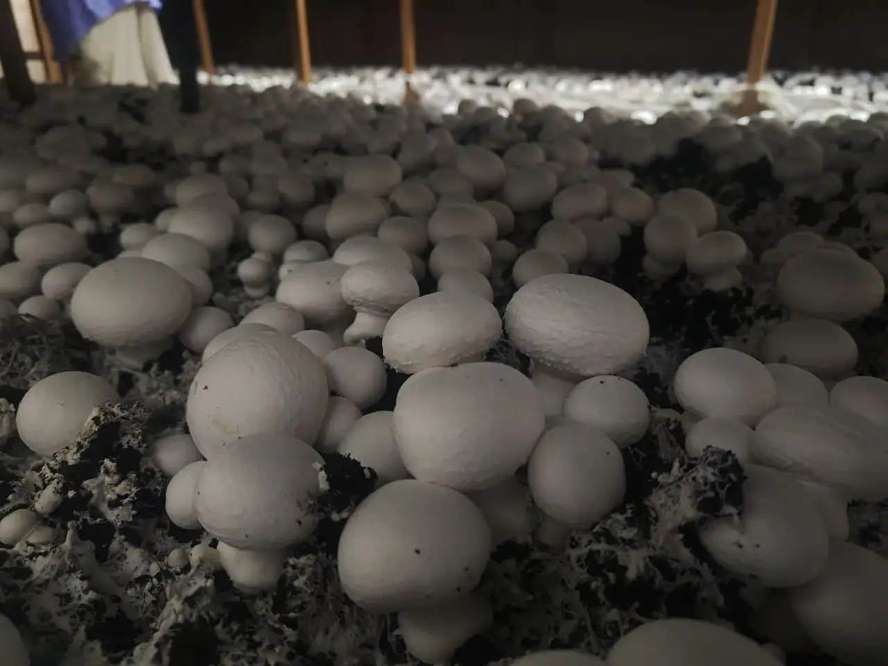 Подработка из дома: продажа грибов шампиньонов - Работа в Ижевск