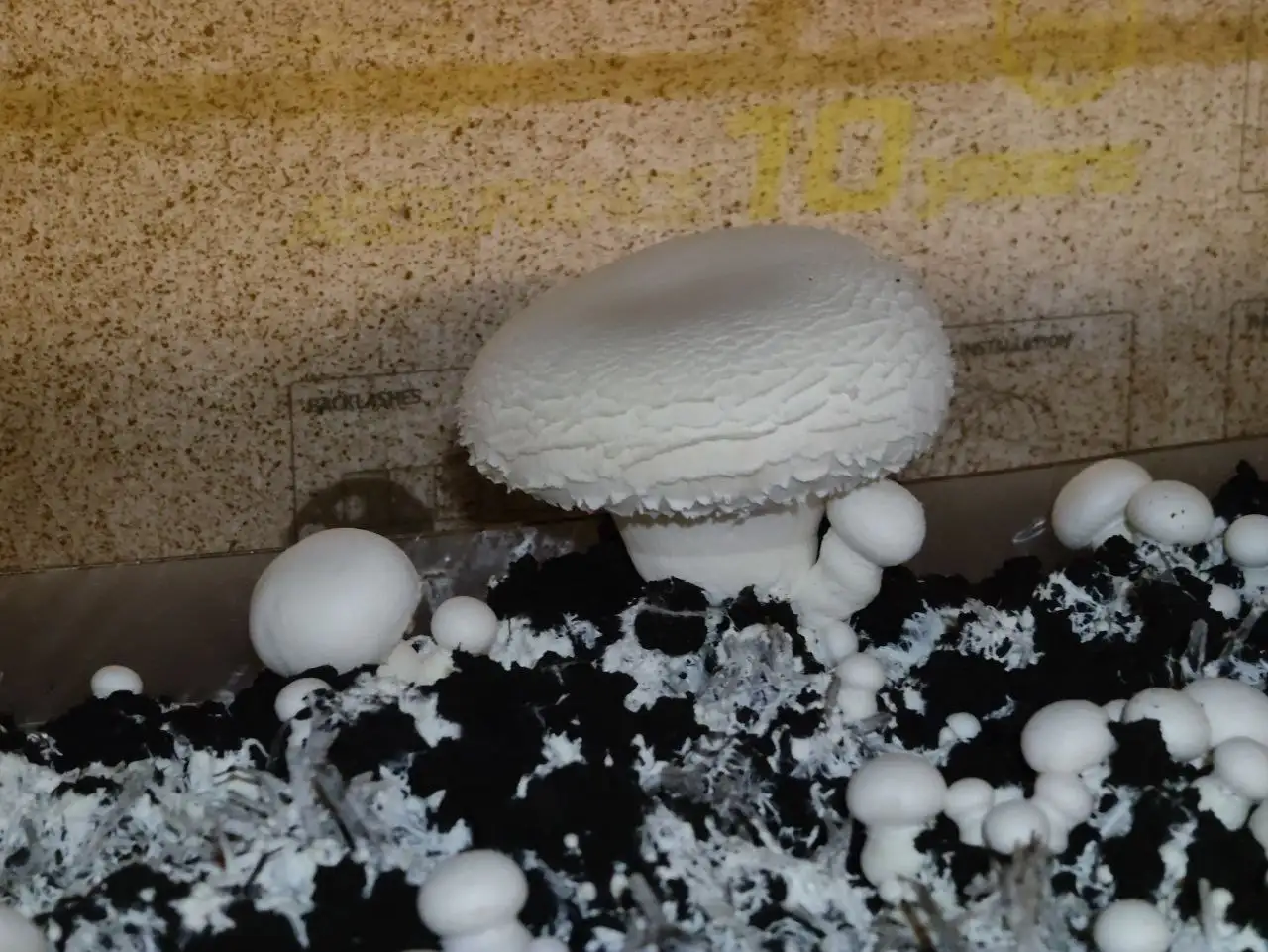 Подработка из дома: продажа грибов шампиньонов - Работа в Ижевск