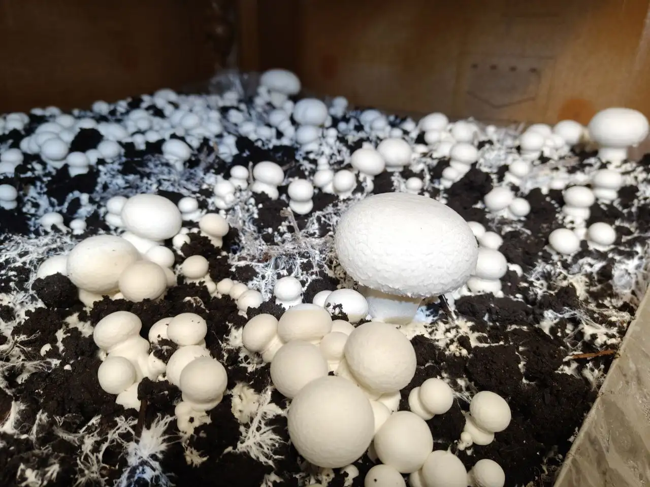 Подработка из дома: продажа грибов шампиньонов - Работа в Ижевск