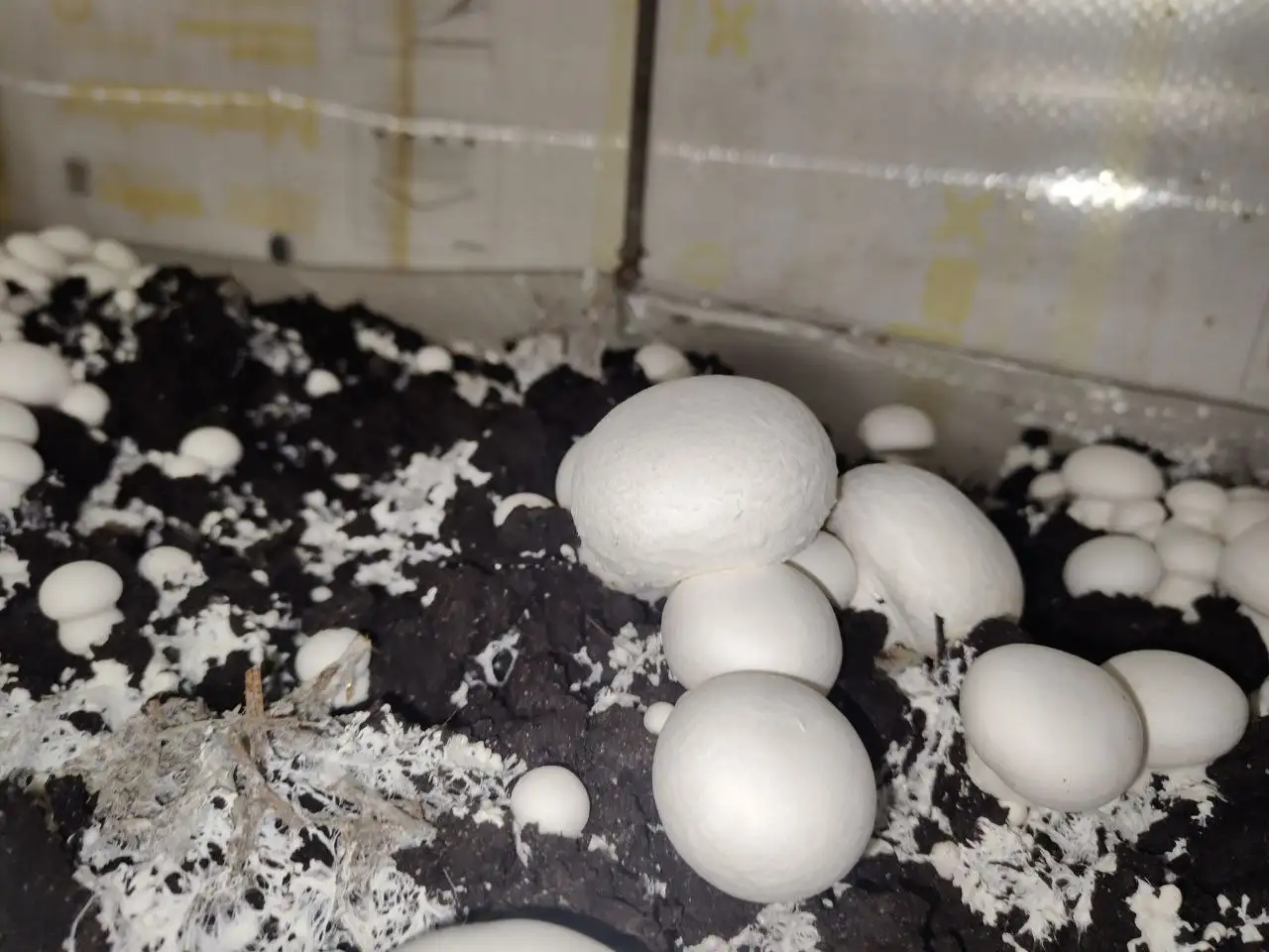 Подработка из дома: продажа грибов шампиньонов - Работа в Ижевск