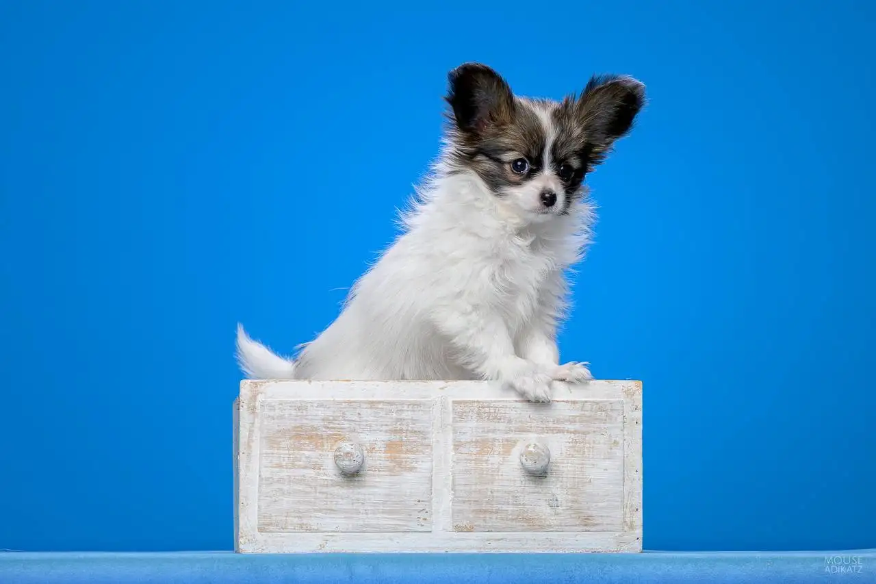 Щенки папийона с документами - Собаки (Животные) в Ижевск