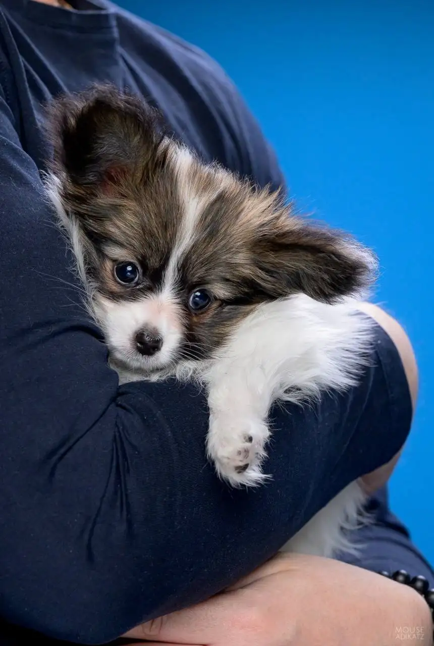 Щенки папийона с документами - Собаки (Животные) в Ижевск