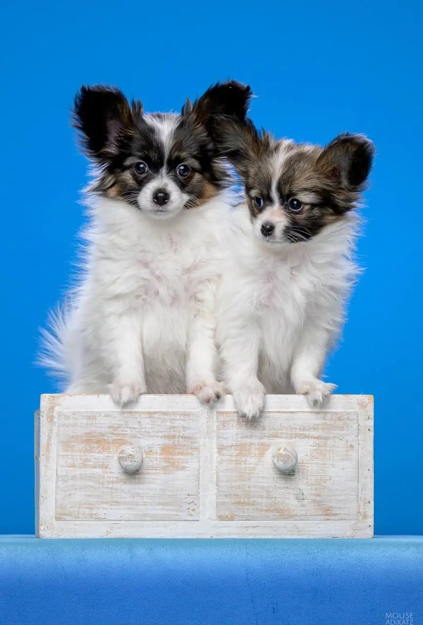 Щенки папийона с документами - Собаки (Животные) в Ижевск