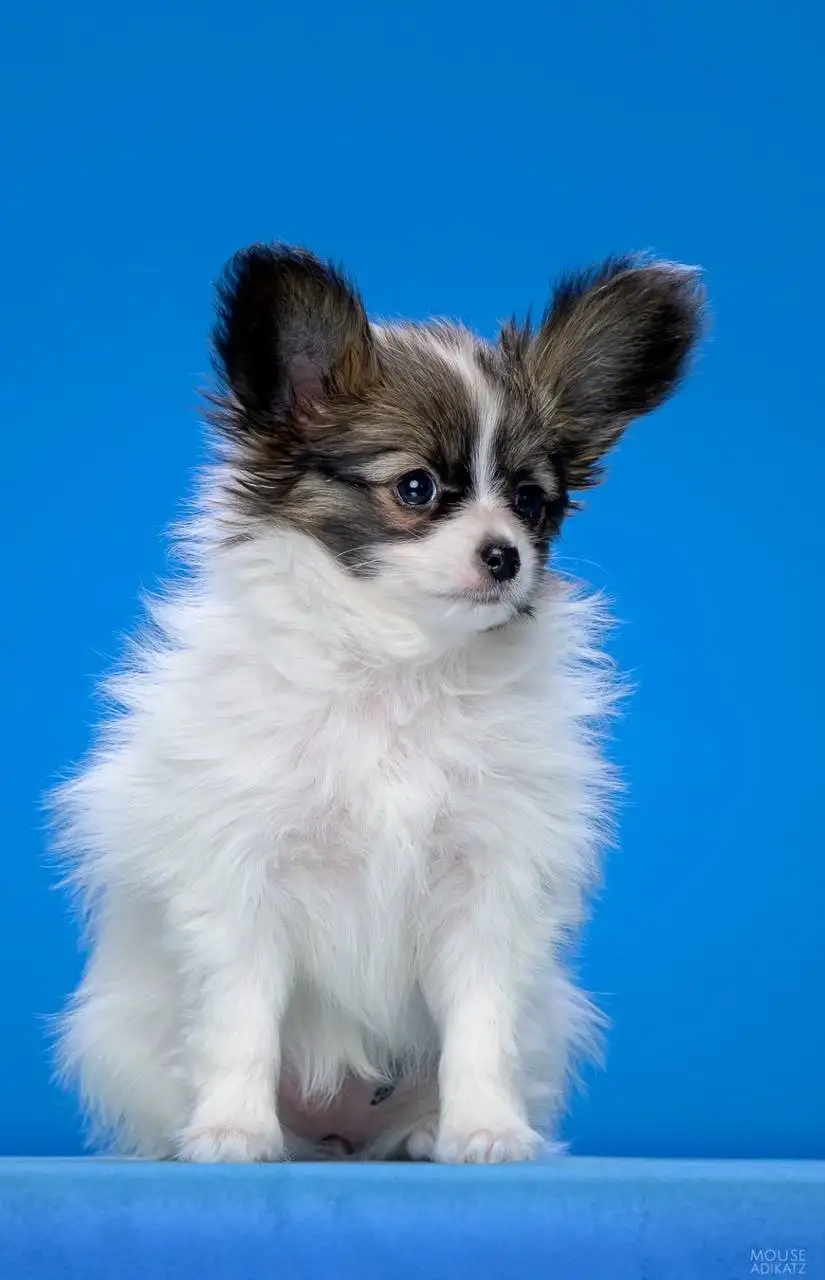 Щенки папийона с документами - Собаки (Животные) в Ижевск