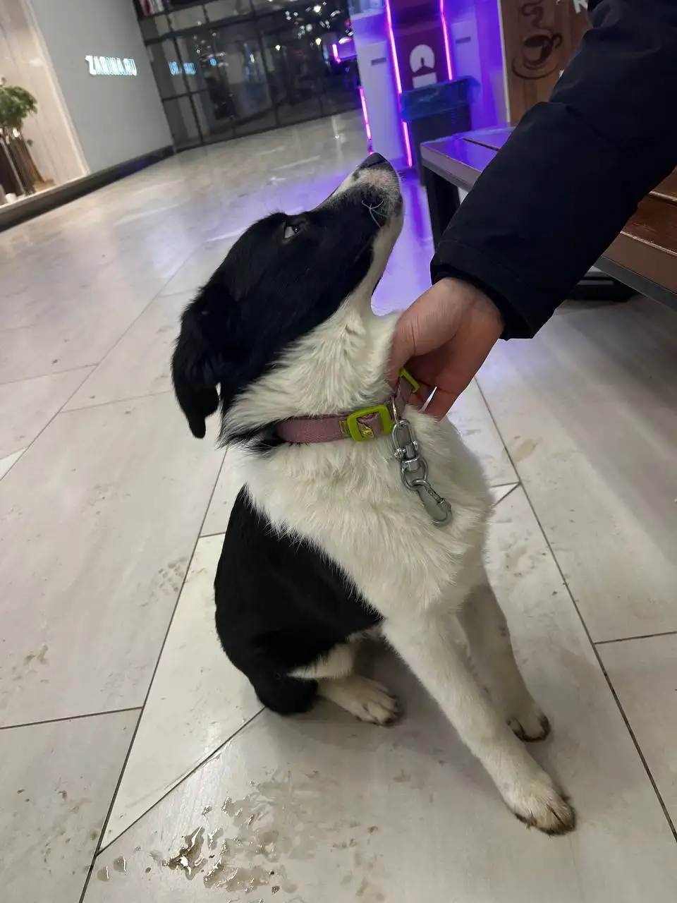 Срочно ищут хозяина собаки в Матрице - Собаки (Животные) в Ижевск