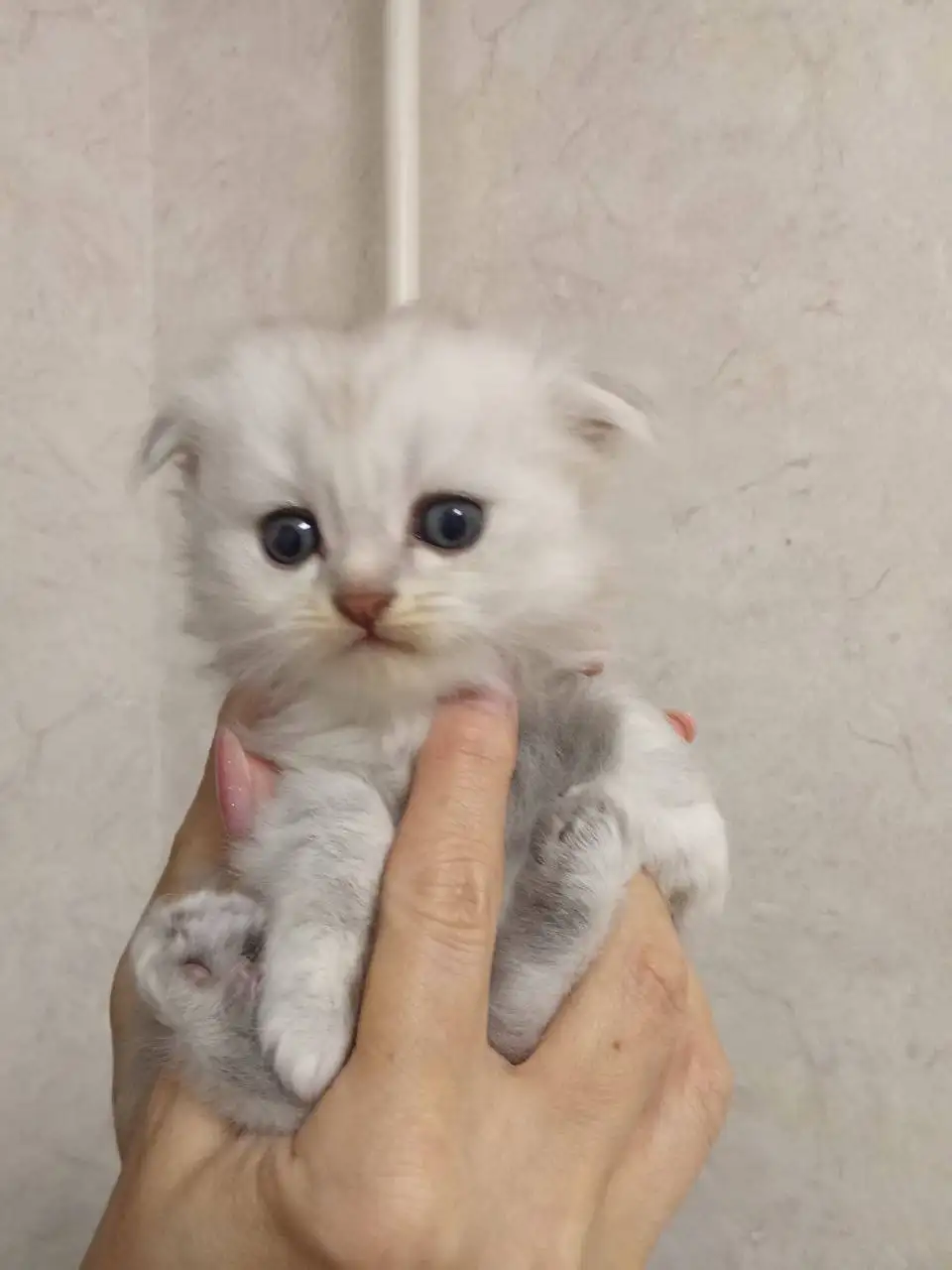 Продажа котят в Ижевске - Кошки/Котята (Животные) в Ижевск