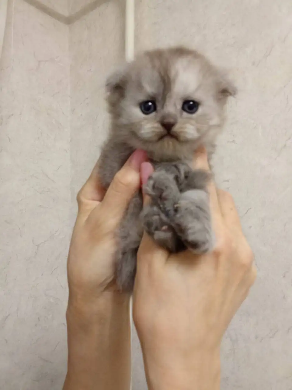 Продажа котят в Ижевске - Кошки/Котята (Животные) в Ижевск