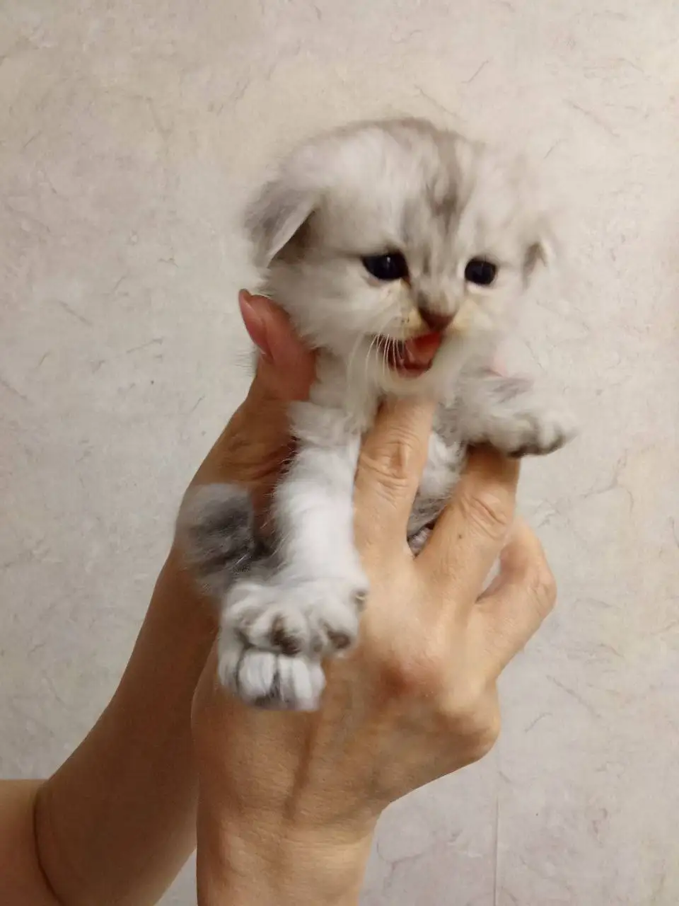 Продажа котят в Ижевске - Кошки/Котята (Животные) в Ижевск