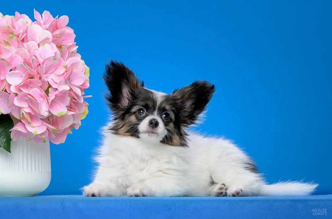 Продажа собаки породы Папийон с родословной - Собаки (Животные) в Ижевск