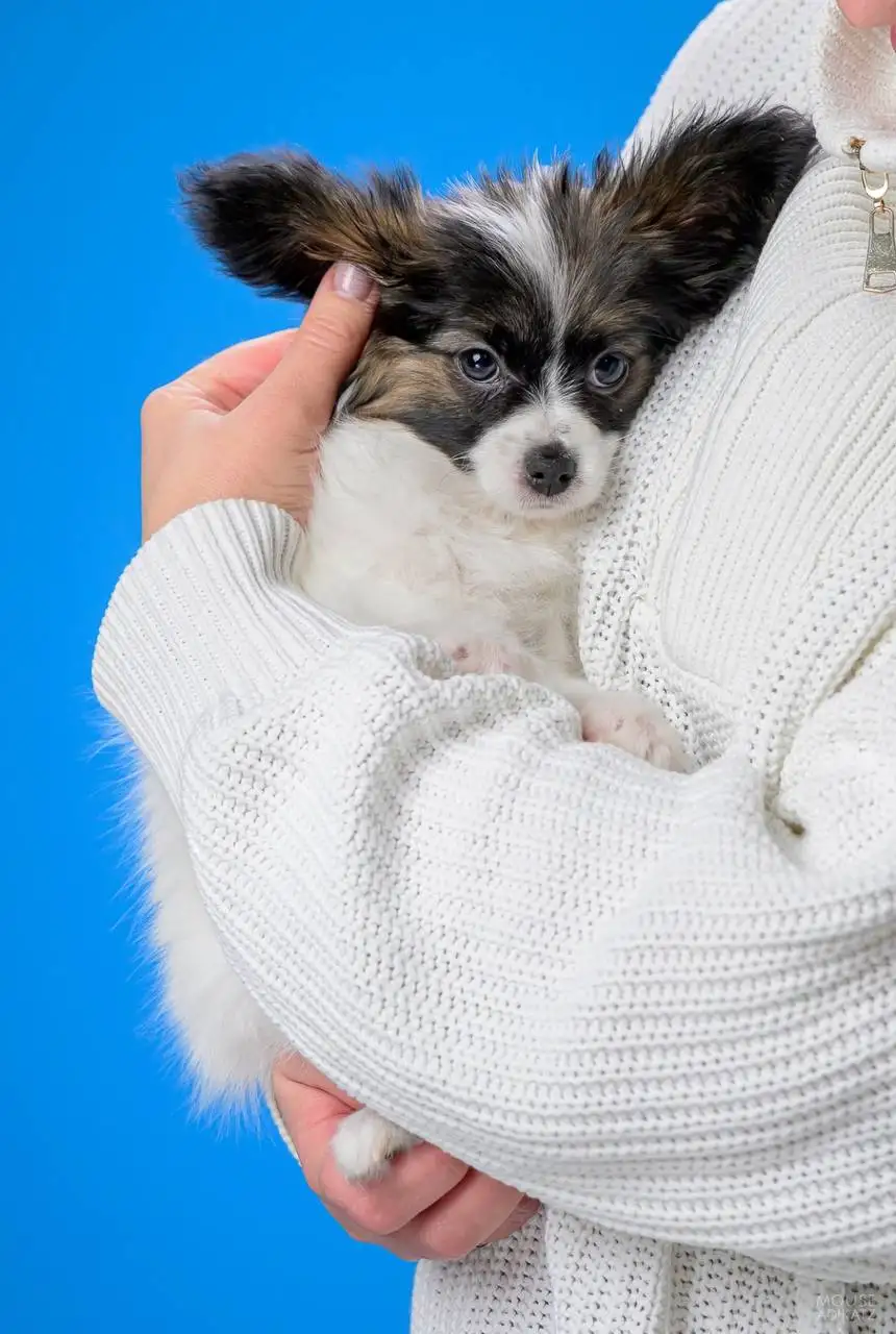 Продажа собаки породы Папийон с родословной - Собаки (Животные) в Ижевск