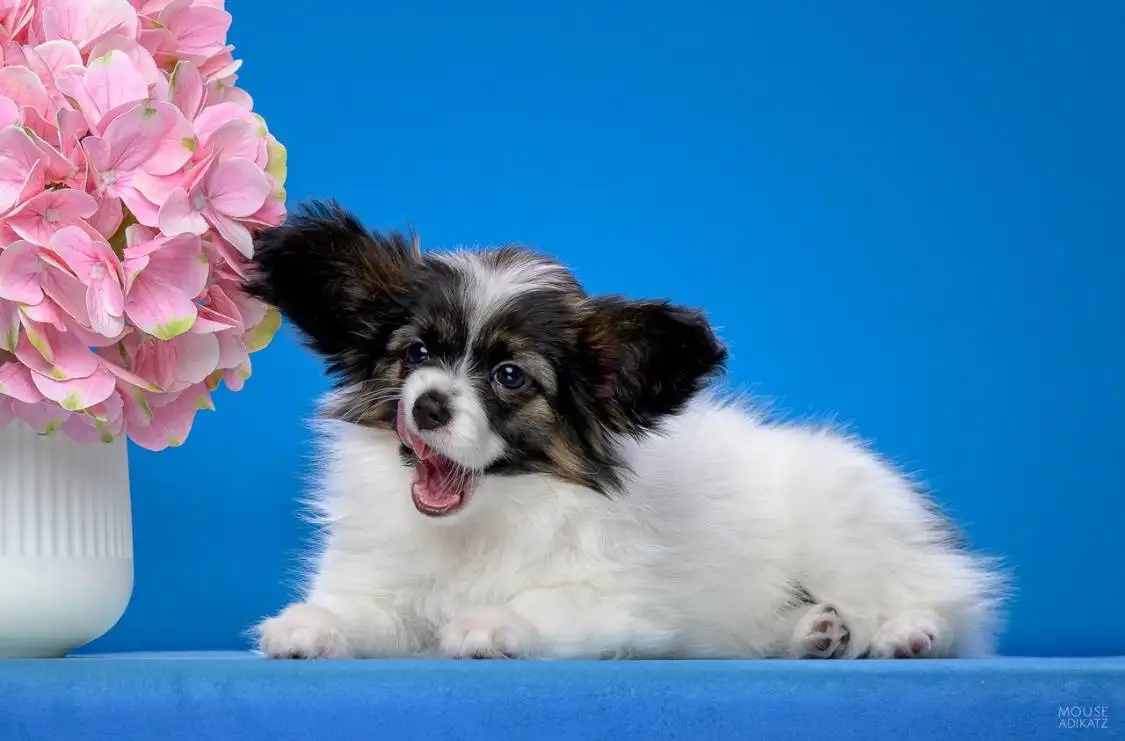 Продажа собаки породы Папийон с родословной - Собаки (Животные) в Ижевск