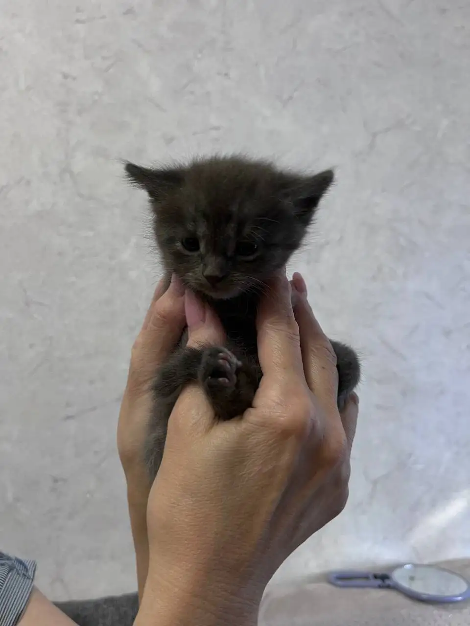 Щенки от британца и вислоухой - 5 девочек и мальчиков - Собаки (Животные) в Ижевск