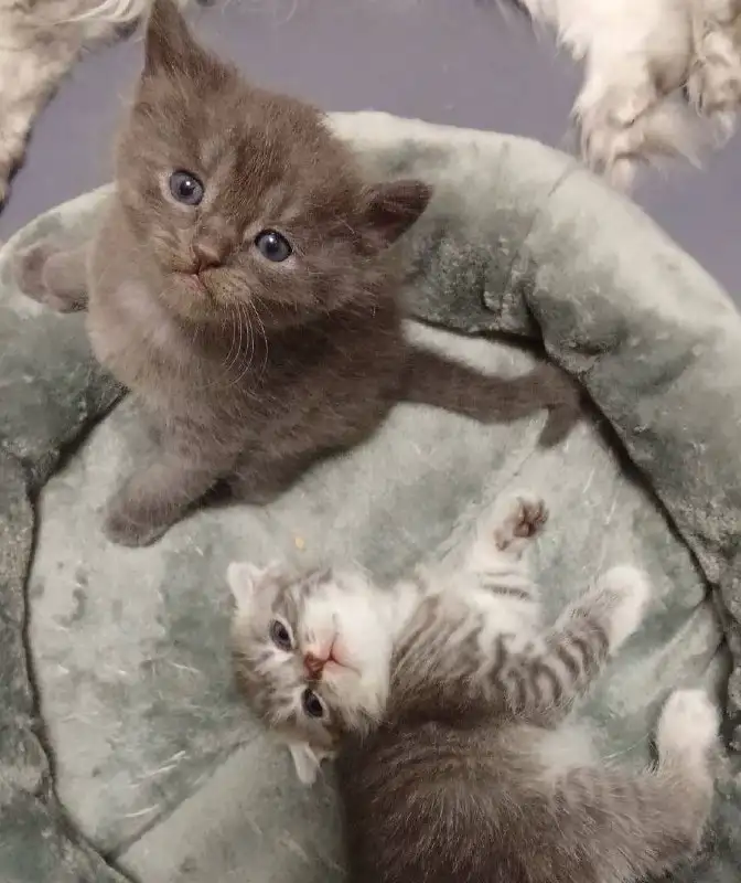 Продажа котенка в Ижевске - Кошки/Котята (Животные) в Ижевск