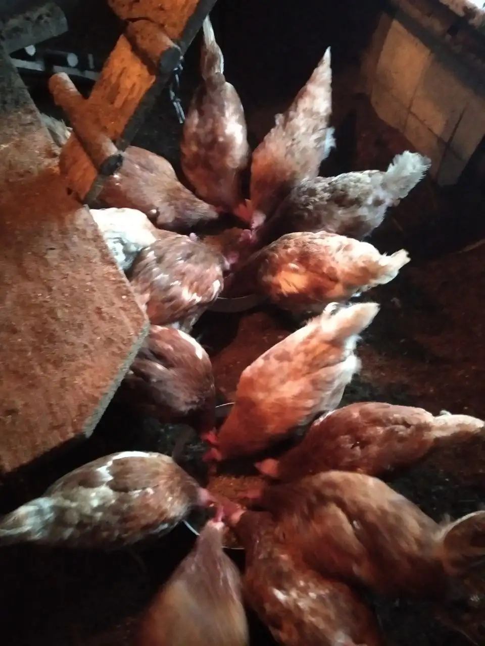 Продажа кур несушек 2-х лет - Птицы (Животные) в Ижевск