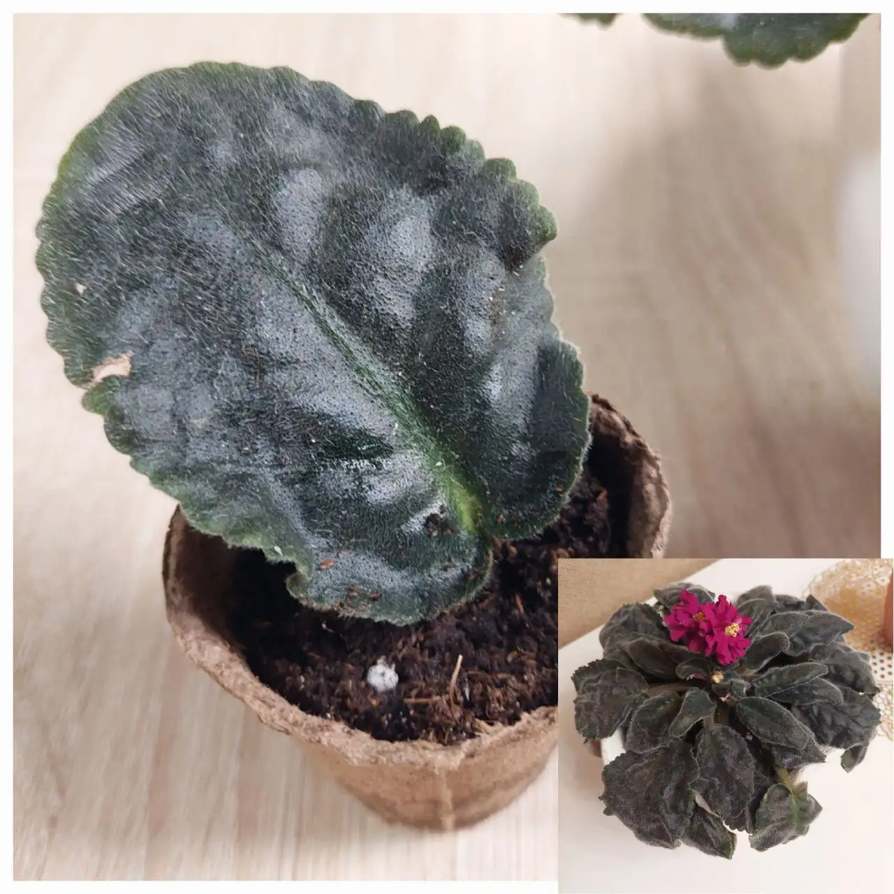 Продажа комнатных растений: фиалки, хлорофитум, толстянка - Комнатные растения (Хобби и отдых) в Ижевск