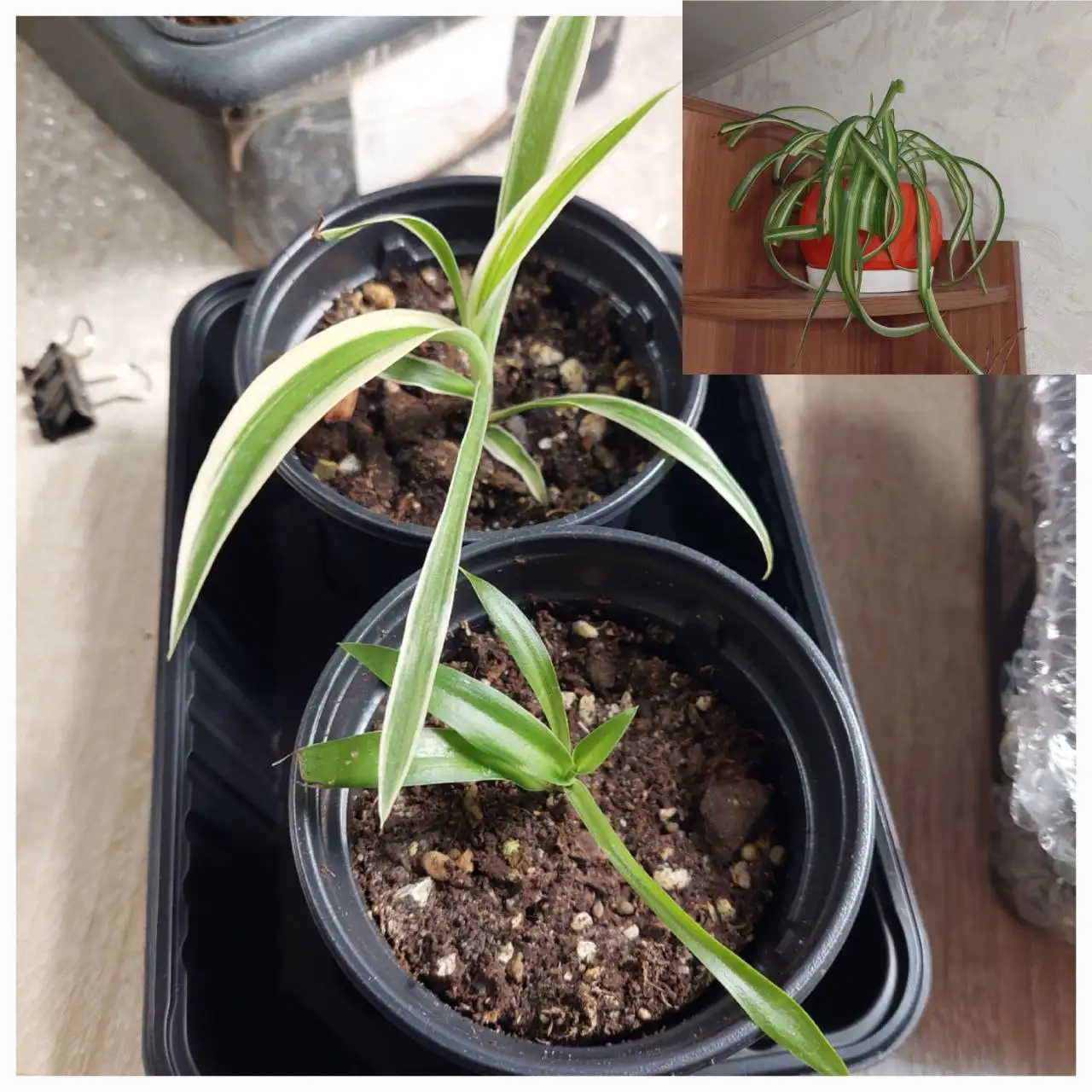 Продажа комнатных растений: фиалки, хлорофитум, толстянка - Комнатные растения (Хобби и отдых) в Ижевск