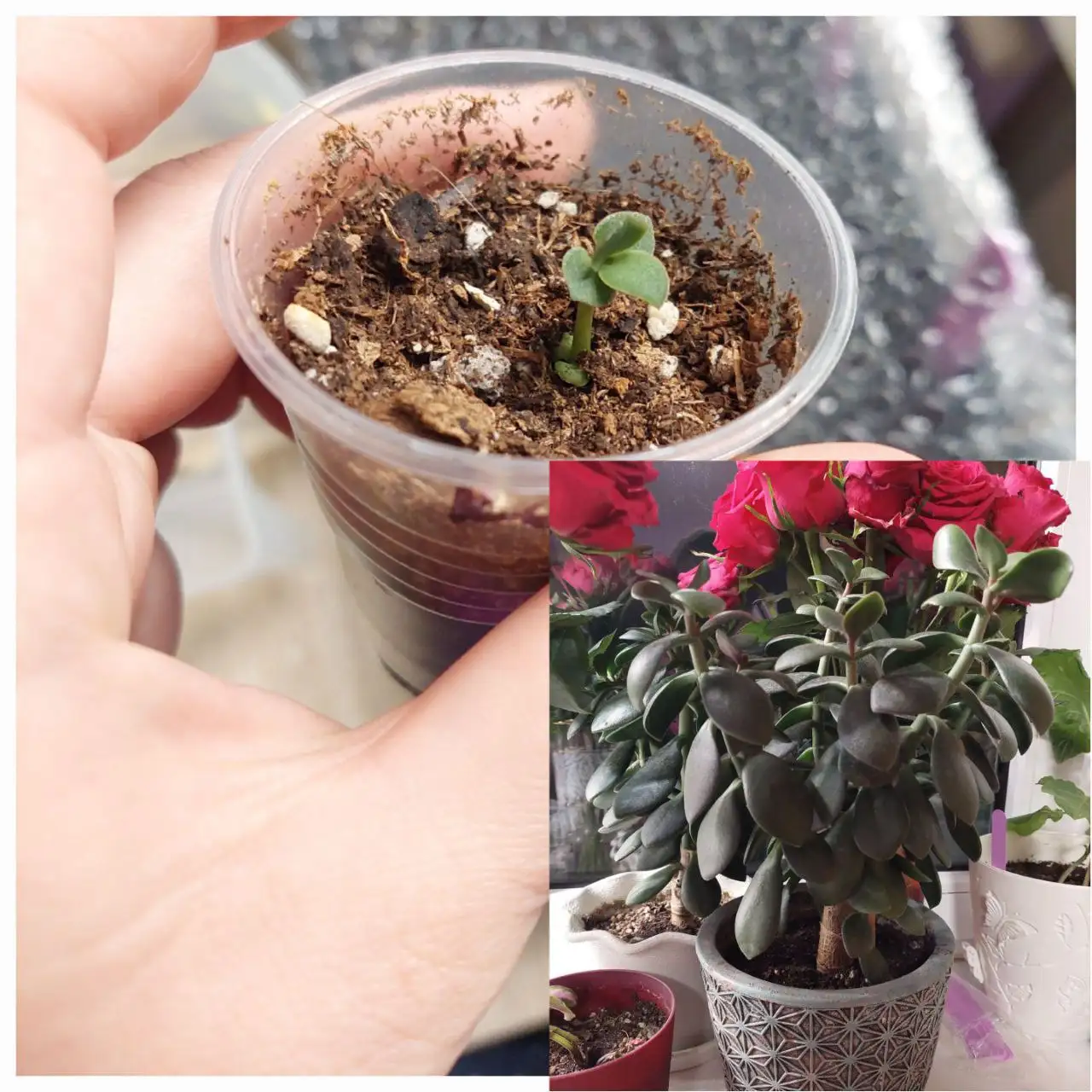 Продажа комнатных растений: фиалки, хлорофитум, толстянка - Комнатные растения (Хобби и отдых) в Ижевск