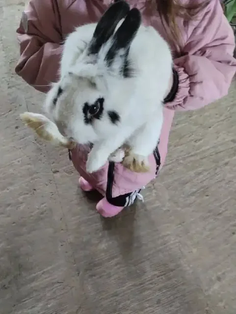 Продается кролик мальчик полгодика с клеткой - Птица в Ижевск