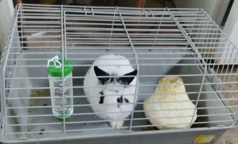 Продается кролик мальчик полгодика с клеткой - Кролики (Животные) в Ижевск