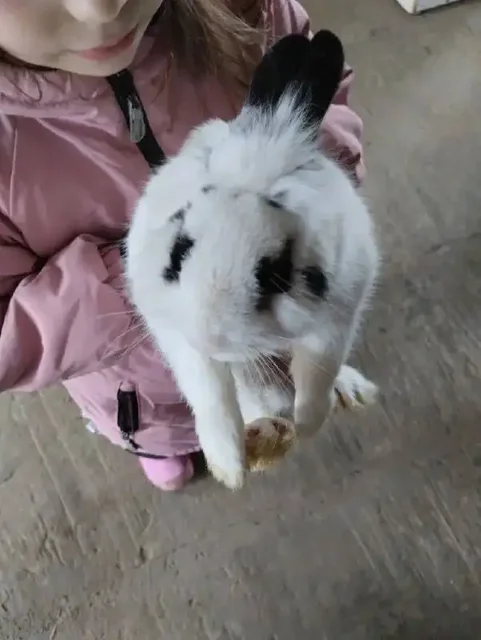 Мальчик полгода, клетка в подарок - Птица в Ижевск