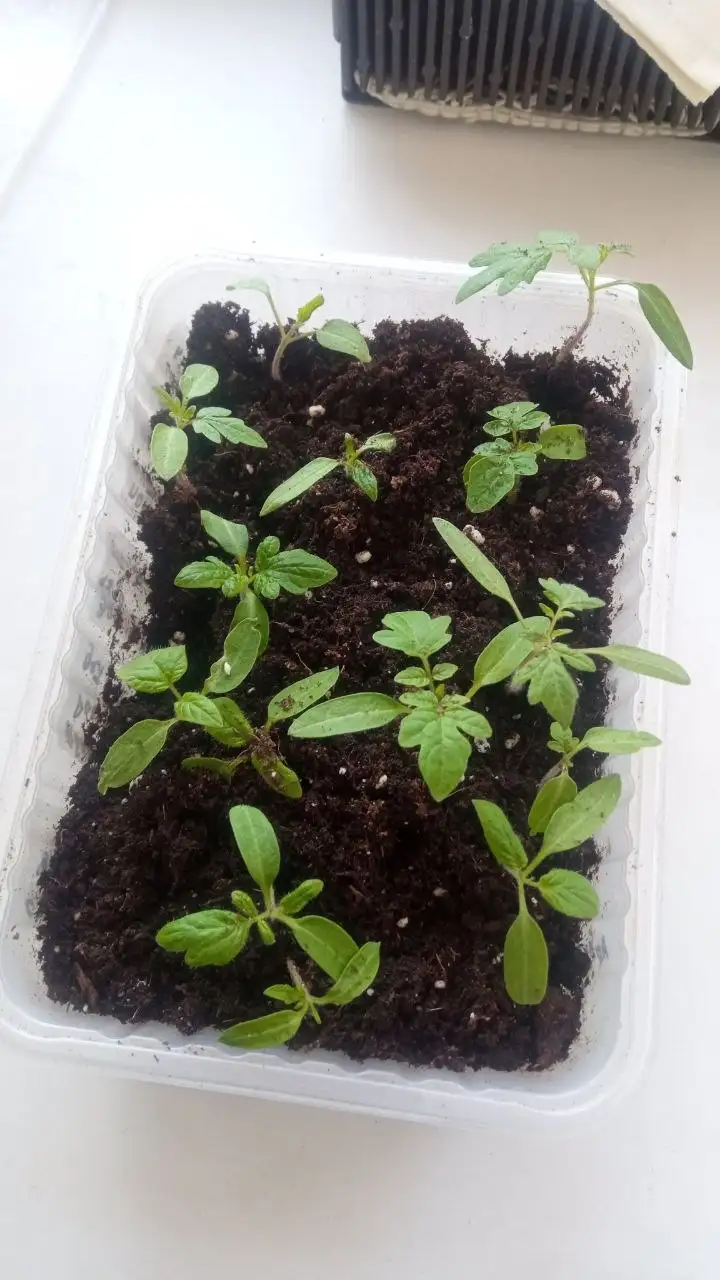 Рассада помидор сортовые - Хобби и отдых в Ижевск