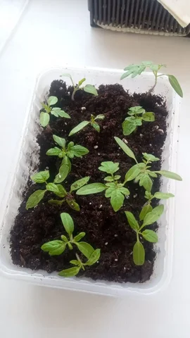 Рассада помидор сортовые - Хобби и отдых в Ижевск