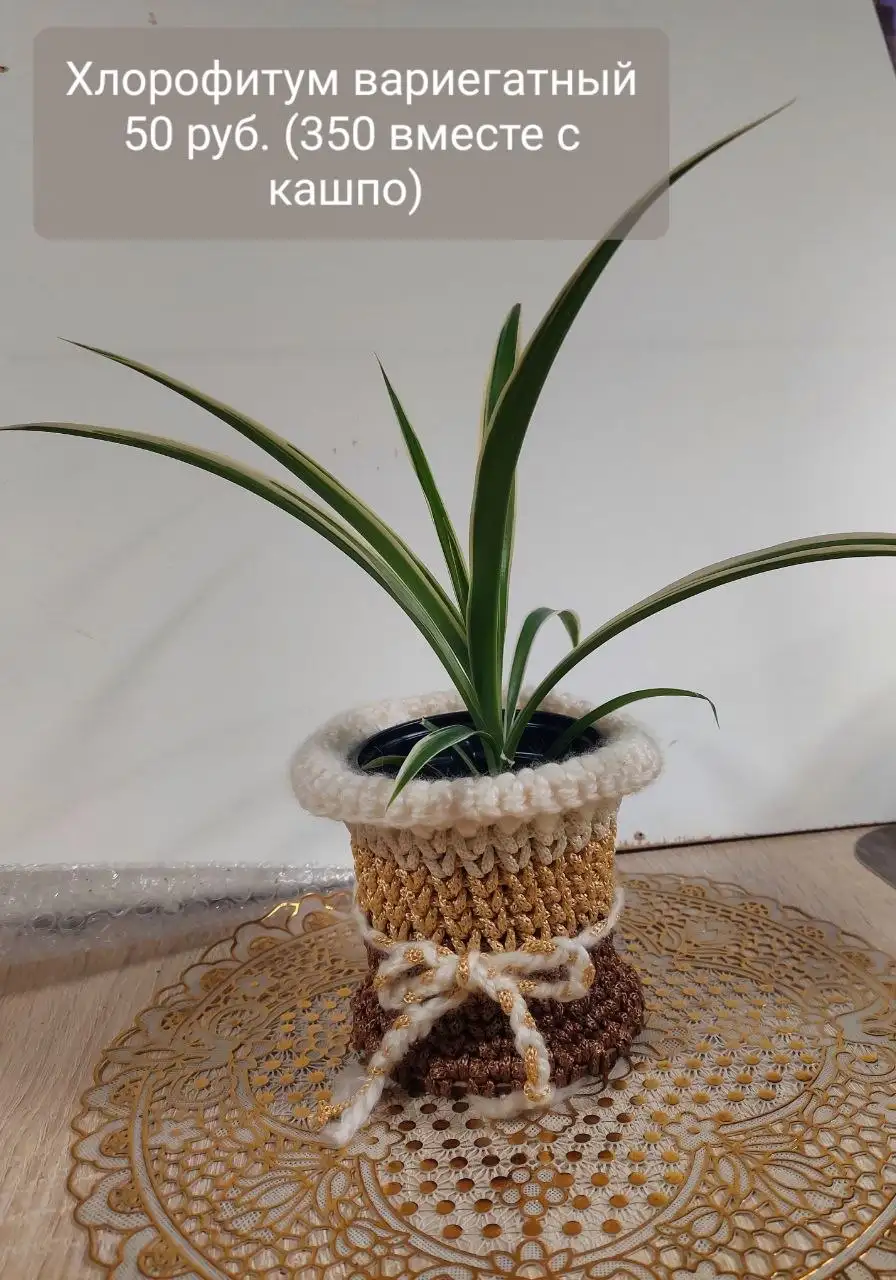 Комнатные цветы - Комнатные растения (Хобби и отдых) в Ижевск