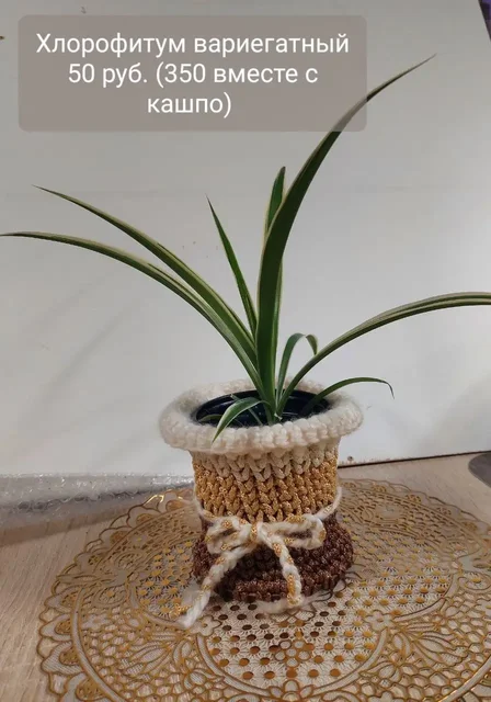 Комнатные цветы - Развлечения в Ижевск