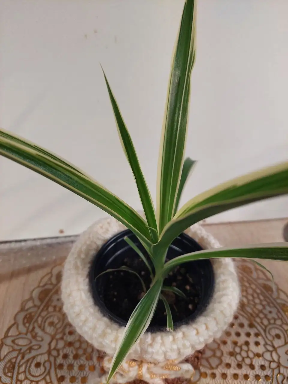 Комнатные цветы - Комнатные растения (Хобби и отдых) в Ижевск