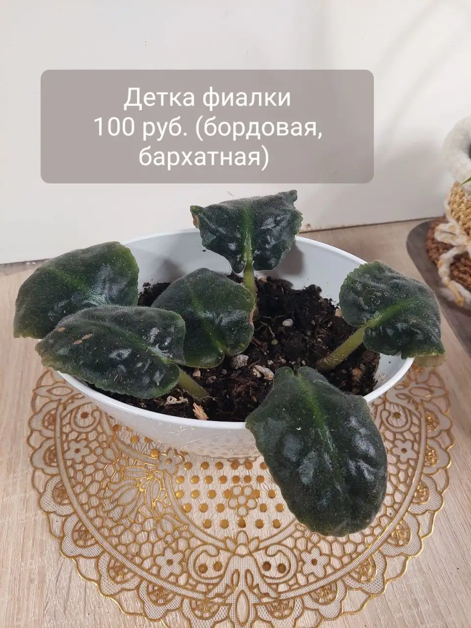 Комнатные цветы - Комнатные растения (Хобби и отдых) в Ижевск