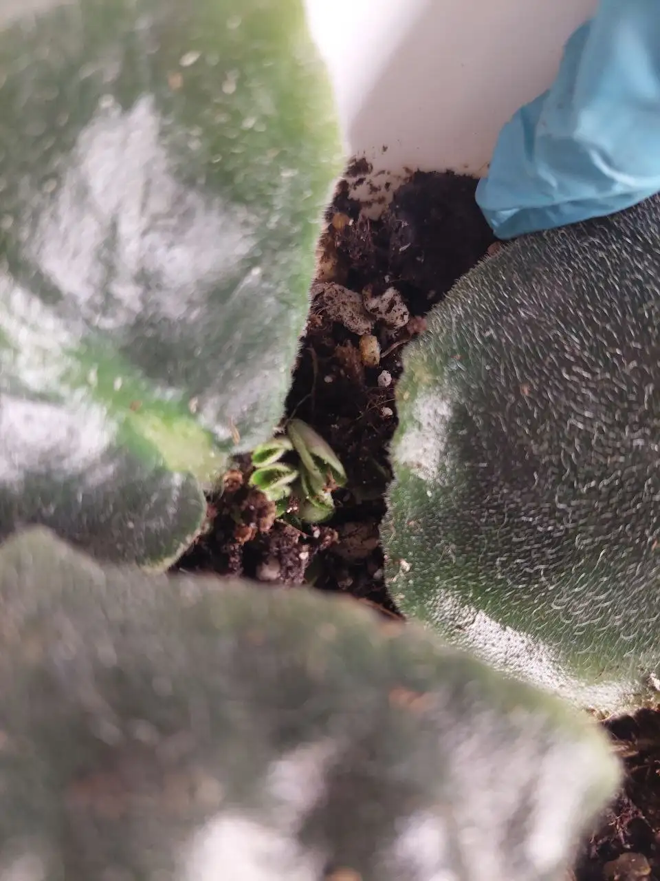 Комнатные цветы - Комнатные растения (Хобби и отдых) в Ижевск