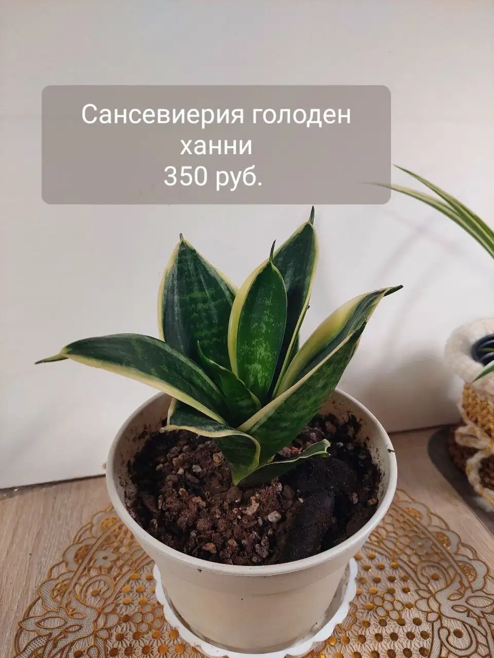 Комнатные цветы - Комнатные растения (Хобби и отдых) в Ижевск