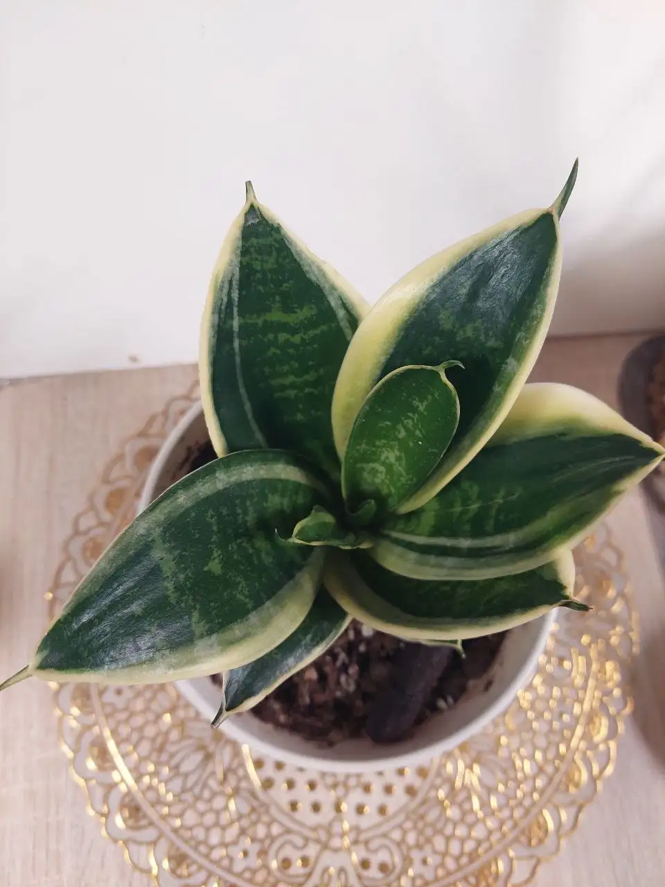 Комнатные цветы - Комнатные растения (Хобби и отдых) в Ижевск