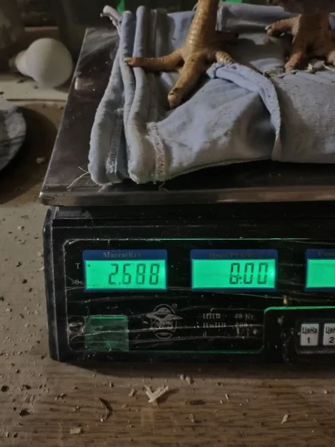 Продажа подрощенных цыплят бройлеров - частное объявление в Ижевск