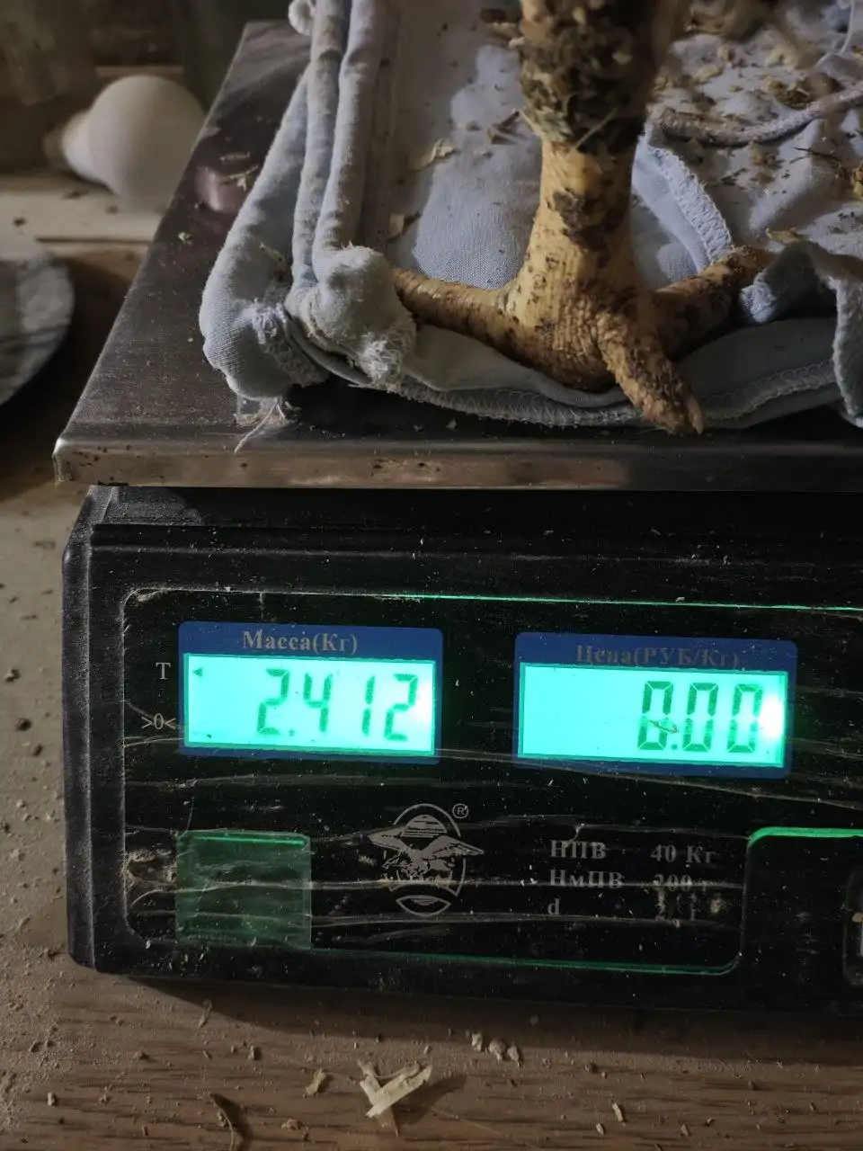 Продажа подрощенных цыплят бройлеров - Птица (Животные) в Ижевск