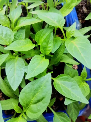 Продажа крупноплодного желтого и красного перца - Электронные аксессуары в Ижевск