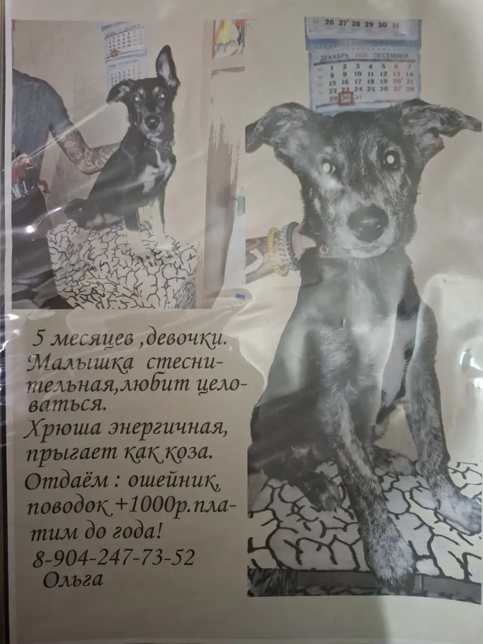 Щенки 7,5 месяцев - Животные в Ижевск