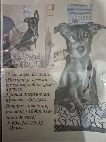 Щенки 7,5 месяцев - Животные в Ижевск