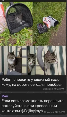 Отдам в добрые руки - частное объявление в Ижевск