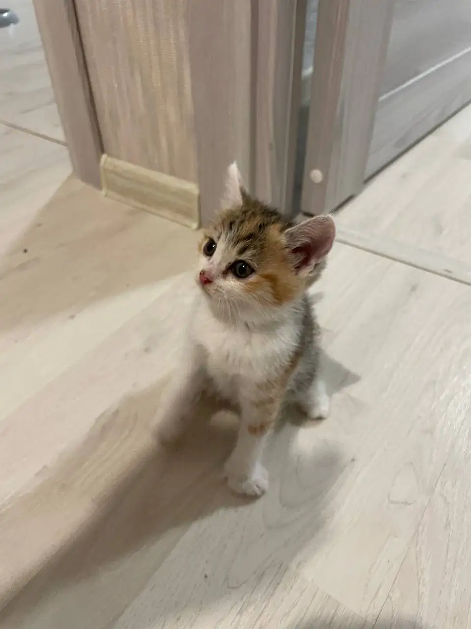 Отдам котенка девочку в добрые руки - Кошки (Животные) в Ижевск