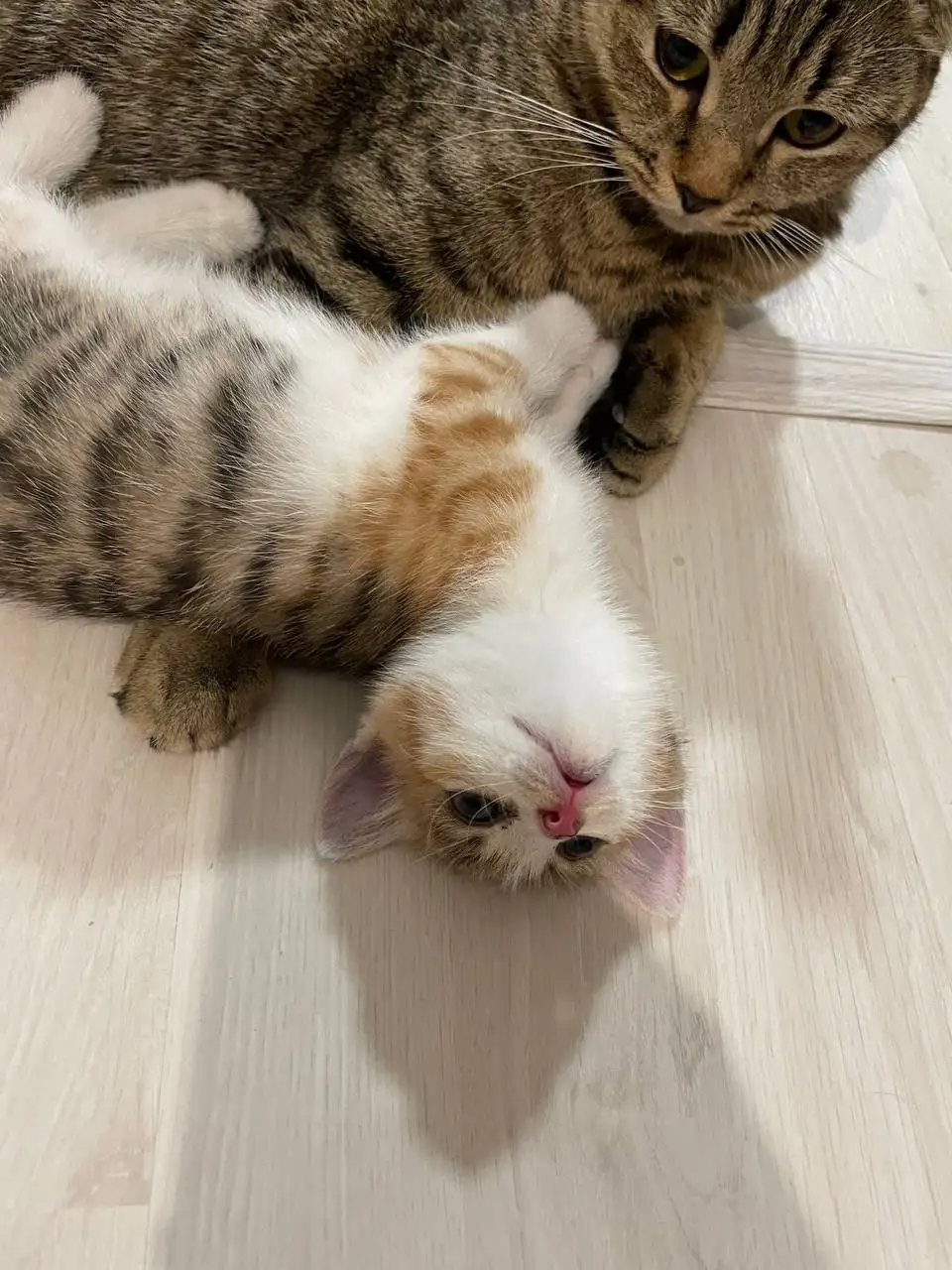 Отдам котенка девочку в добрые руки - Кошки (Животные) в Ижевск