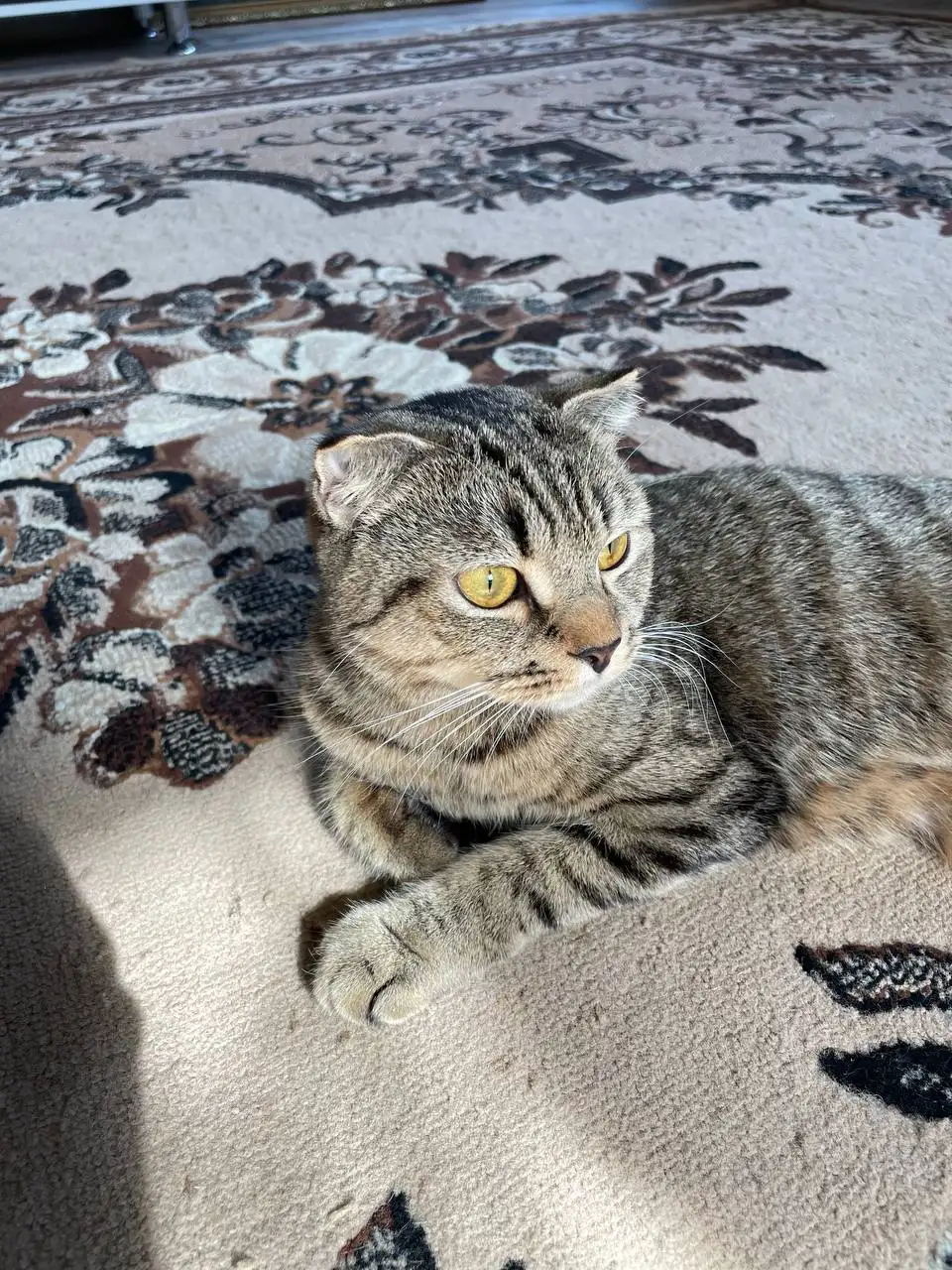 Отдам котенка девочку в добрые руки - Кошки (Животные) в Ижевск