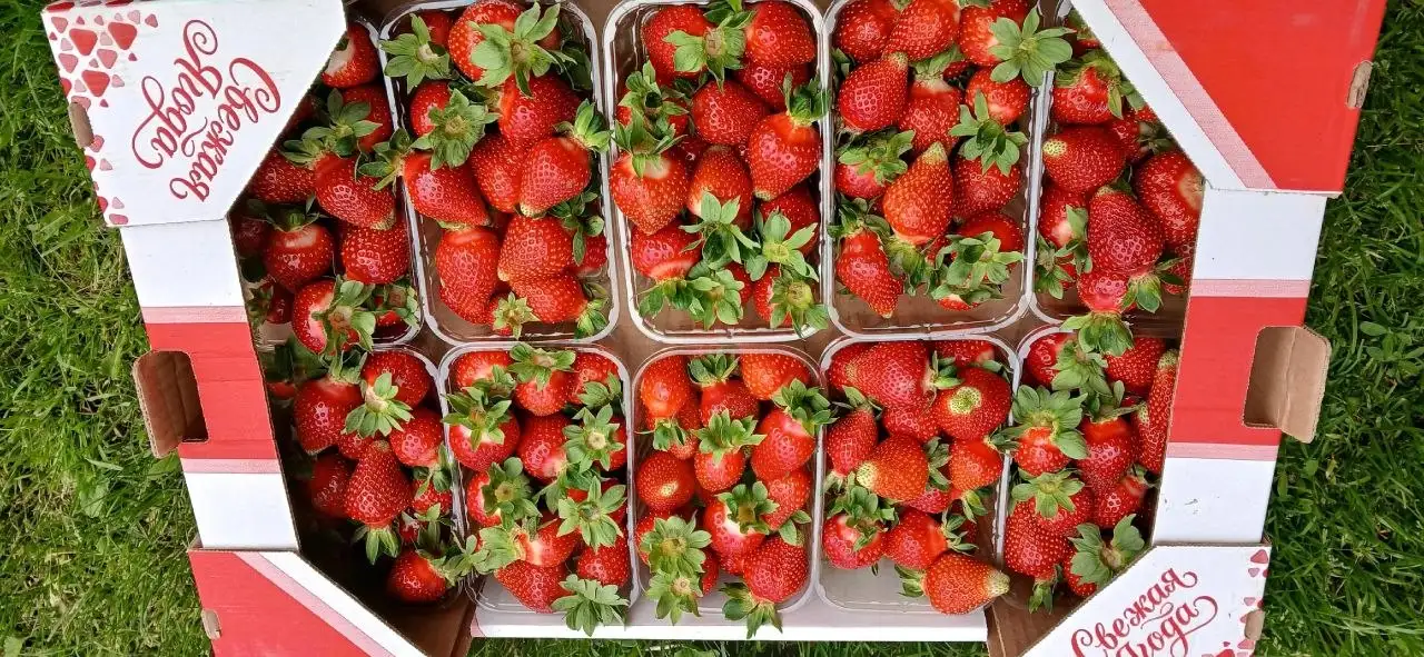 Клубника свежая - Продукты питания в Ижевск