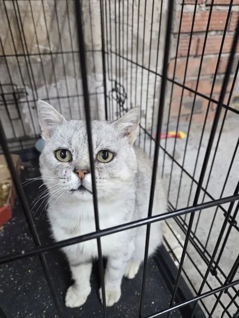 Отдам кота Бориса в добрые руки - Собаки в Ижевск