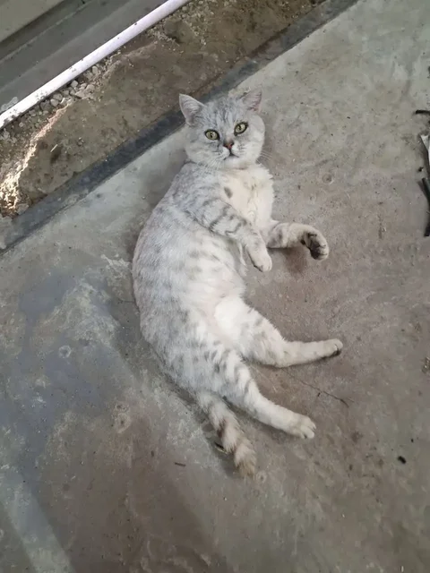 Отдам кота в добрые руки - частное объявление в Ижевск