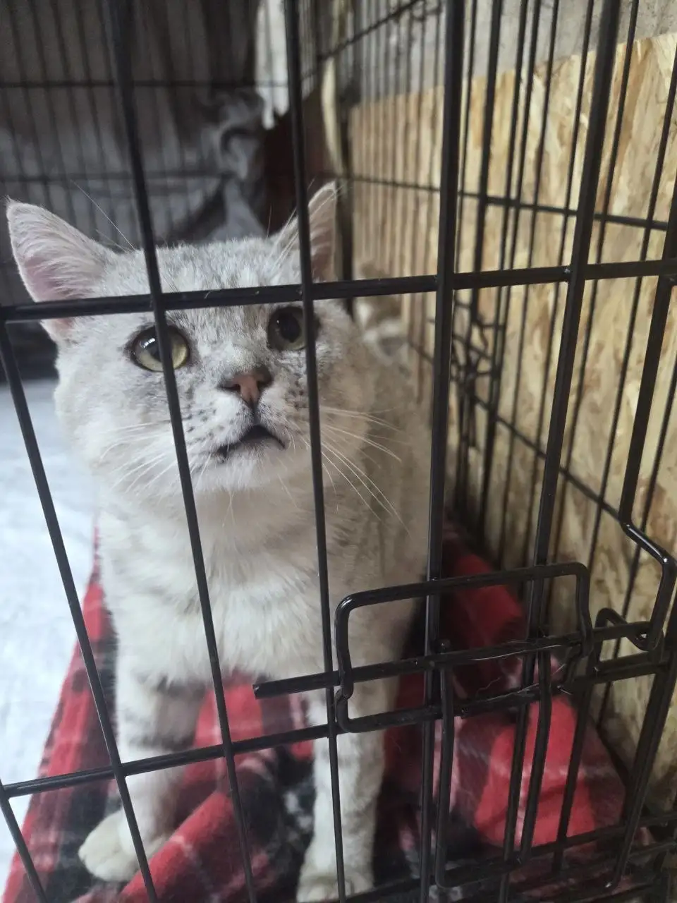 Отдам кота в добрые руки - Кошки (Животные) в Ижевск