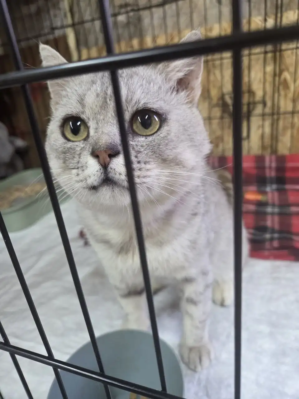 Отдам кота в добрые руки - Кошки (Животные) в Ижевск