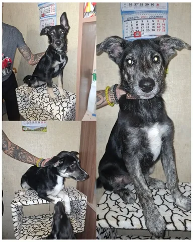 Щенки от овчарки и лайки даром - Животные в Ижевск